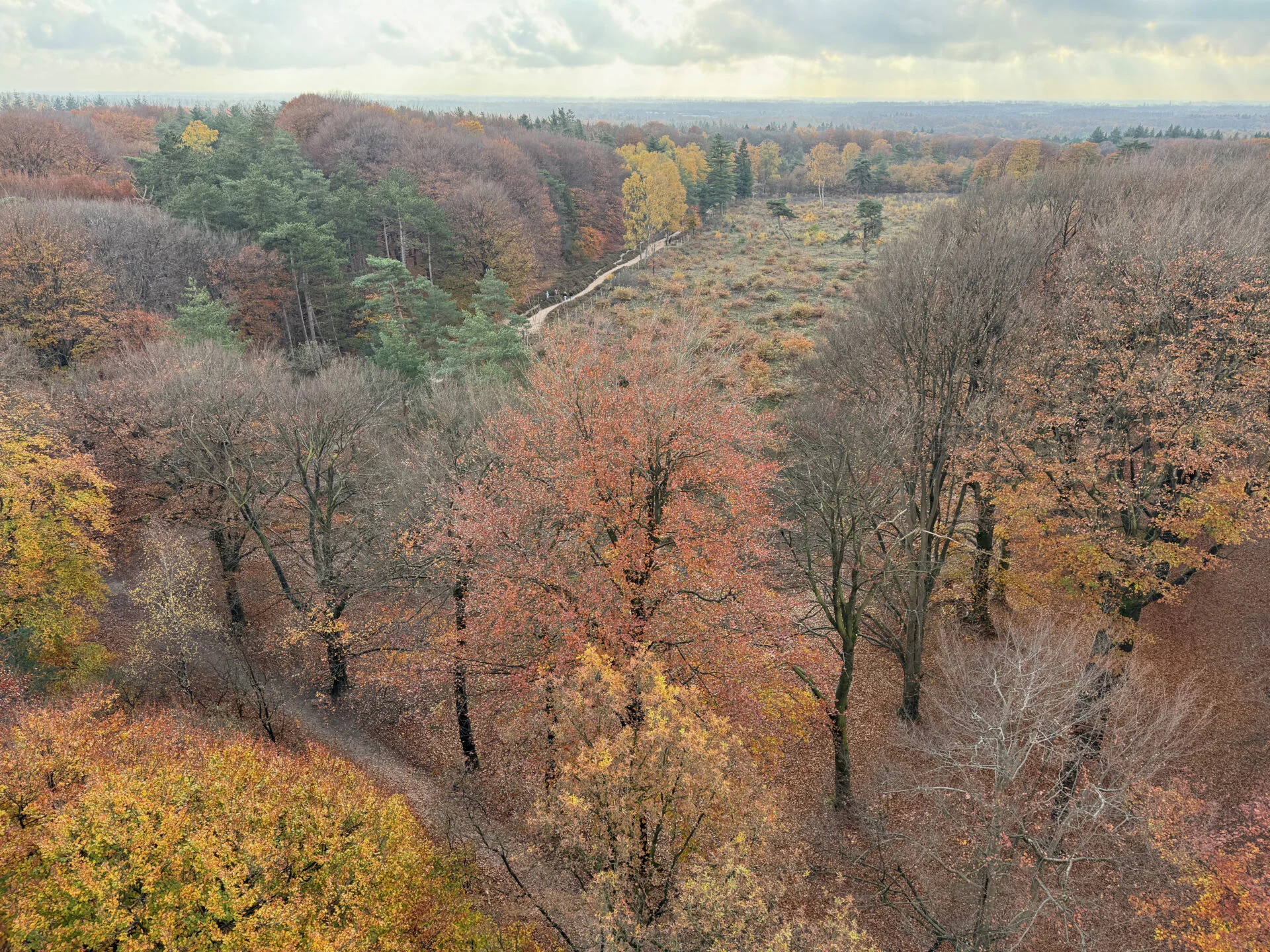Uitzicht over een uitgestrekt herfstbos met bomen in geel, oranje en rood, een slingerend pad door een open heidegebied en een zachte, bewolkte lucht aan de horizon.