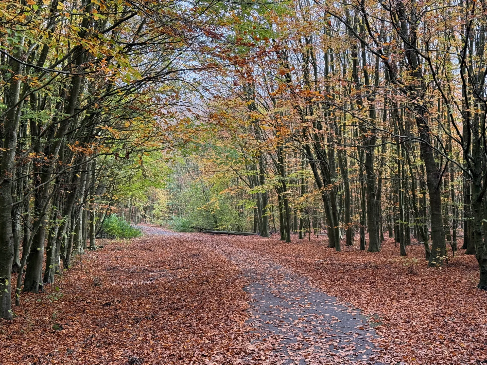 Bosweg door een herfstig loofbos, met een smal pad bedekt met gevallen bladeren en bomen met geel, oranje en bruin blad die een natuurlijk tunnel vormen.