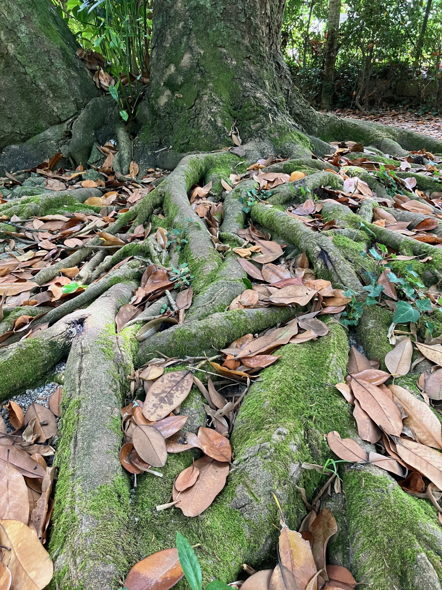 Dikke boomwortels bedekt met mos en afgevallen bladeren, zichtbaar aan de voet van een grote boom in een schaduwrijk bos.
