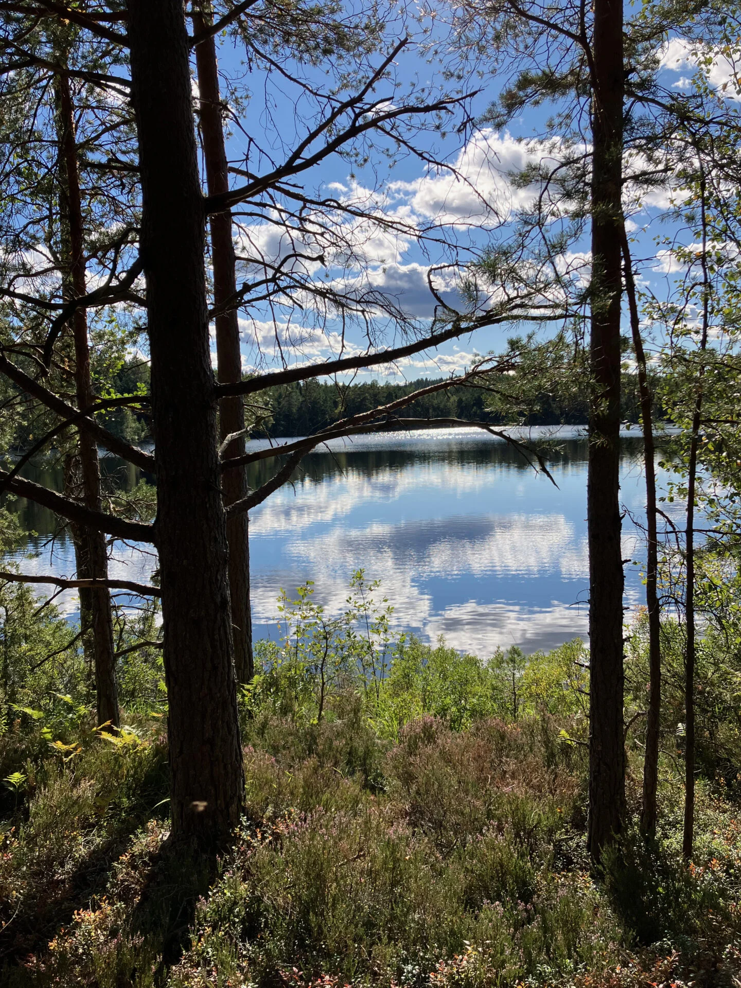 Rustig meer gezien door dennenbomen, met reflecties van wolken in het water en een groene bosrand op de voorgrond.