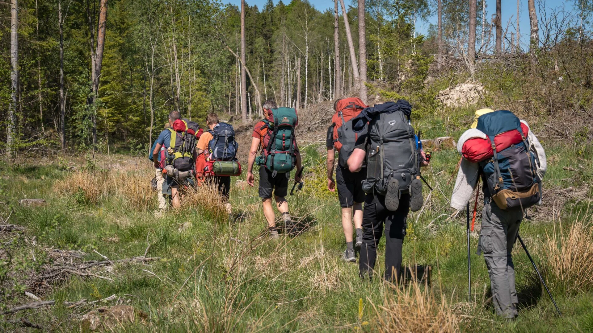 Groep wandelaars met grote rugzakken trekt door een open bosgebied met gras en dennen, lopend over een smal pad richting een lichte helling onder een heldere blauwe lucht.