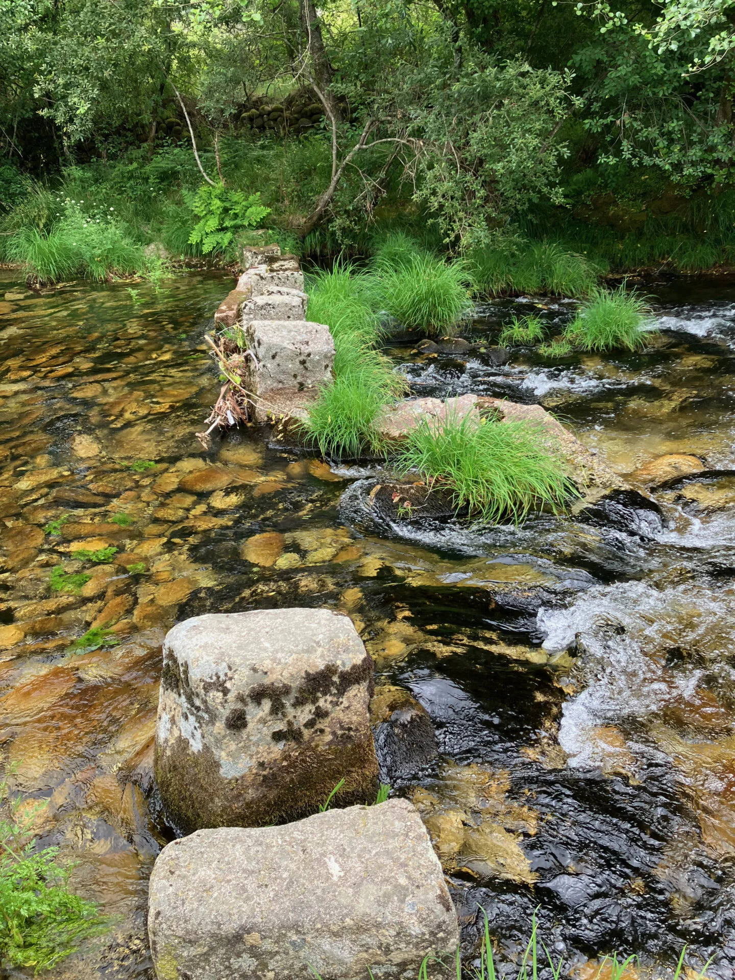 Ondiepe, helder stromende beek met grote stenen als oversteek, omringd door groen gras, varens en bomen in een rustige bosomgeving.
