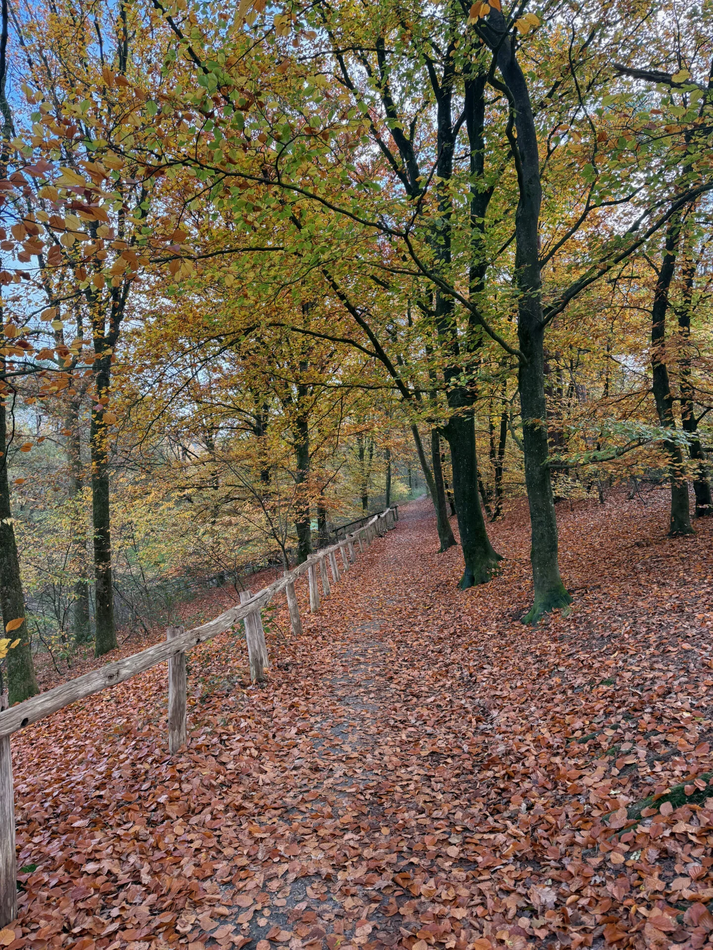 Bosrijk wandelpad bedekt met herfstbladeren, omzoomd door hoge bomen met geel en oranje blad en een houten hek langs de rand van het pad.
